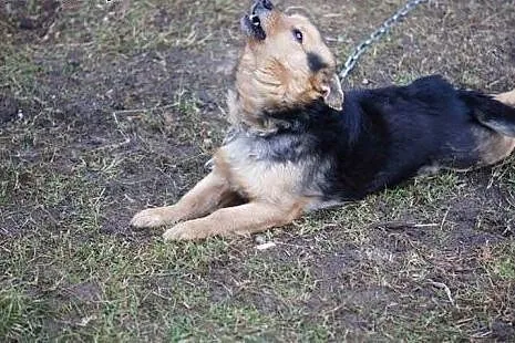 Kubuś, sympatyczny psiak chce oddać Ci swoje serdu