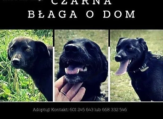 Urocza, drobna, młodziutka i przekochana Czarnulka