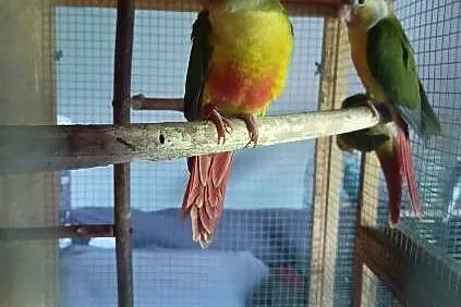Papugi rudosterki ręcznie karmione , Bochnia
