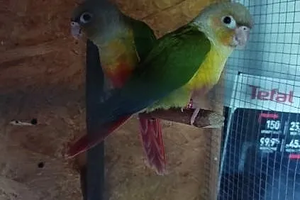 Papugi rudosterki ręcznie karmione , Bochnia