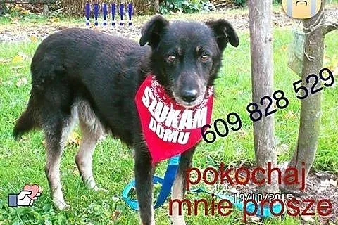 Farcik marzy o kochającym domku na całe życie,  Ku
