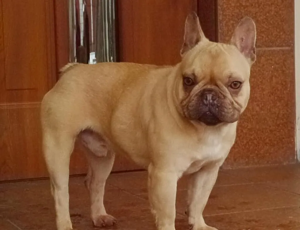 Buldog Francuski Choco Fawn -oferta krycia