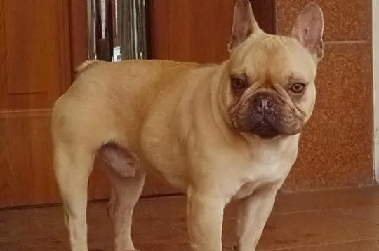 Buldog Francuski Choco Fawn -oferta krycia