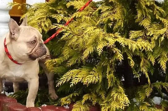 Buldog Francuski Choco Fawn -oferta krycia