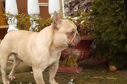 Buldog Francuski Choco Fawn -oferta krycia