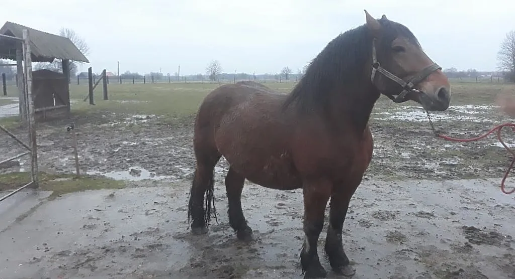 Sprzedam klacz sokólską, , Borki Wielkie