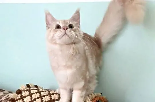 Maine Coon - Cudny  dymny kocur po importach ! Linia Shaded !, Dolnośląskie, Wińsko