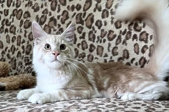 Maine Coon - Cudny  dymny kocur po importach ! Linia Shaded !, Dolnośląskie, Wińsko