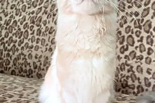 Maine Coon - Cudny  dymny kocur po importach ! Linia Shaded !, Dolnośląskie, Wińsko