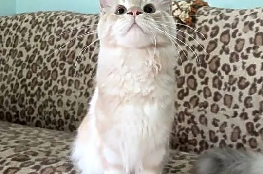 Maine Coon - Cudny  dymny kocur po importach ! Linia Shaded !, Dolnośląskie, Wińsko