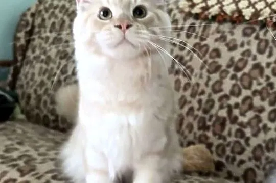 Maine Coon - Cudny  dymny kocur po importach ! Linia Shaded !, Dolnośląskie, Wińsko