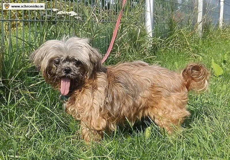 TIFFI Shih Tzu po przejściach czeka na dom