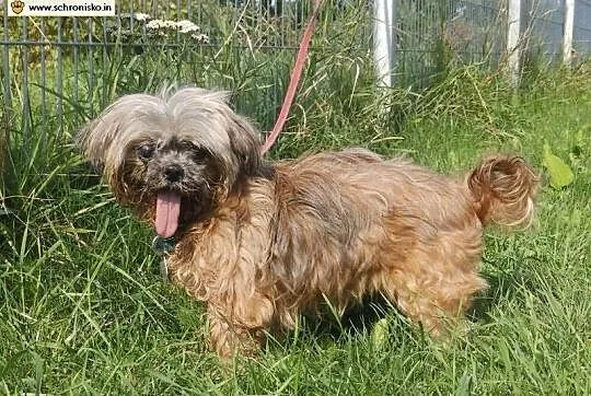 TIFFI Shih Tzu po przejściach czeka na dom