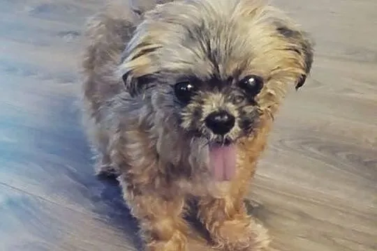 TIFFI Shih Tzu po przejściach czeka na dom