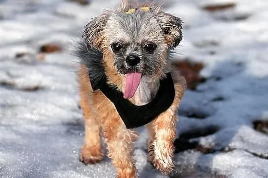 TIFFI Shih Tzu po przejściach czeka na dom