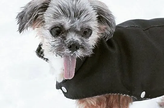 TIFFI Shih Tzu po przejściach czeka na dom