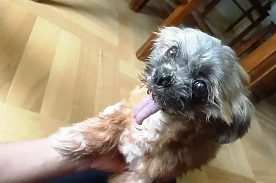 TIFFI Shih Tzu po przejściach czeka na dom