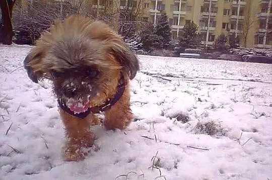 TIFFI Shih Tzu po przejściach czeka na dom