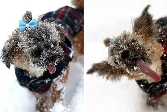 TIFFI Shih Tzu po przejściach czeka na dom