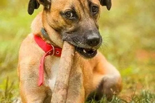 ROKI - młody wesołek już tak długo czeka na dom...