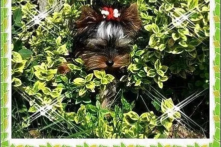 York,yorkshire terrier! ELITARNE MICRO CUDEŃKA-XXX