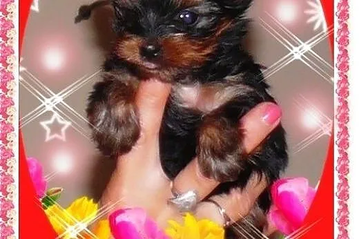 York,yorkshire terrier! ELITARNE MICRO CUDEŃKA-XXX
