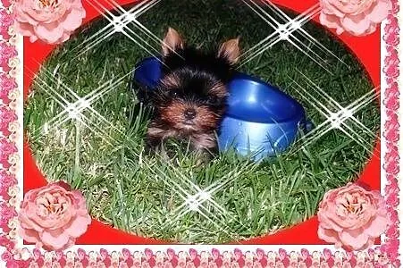 York,yorkshire terrier! ELITARNE MICRO CUDEŃKA-XXX