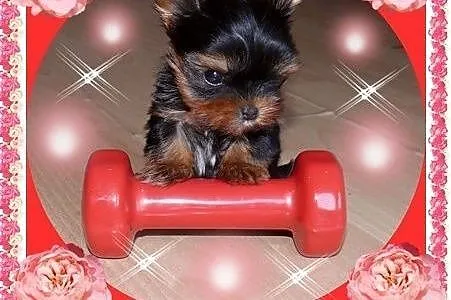 York,yorkshire terrier! ELITARNE MICRO CUDEŃKA-XXX