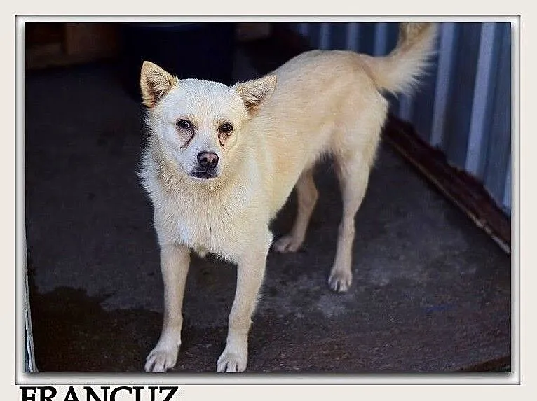 2 letni,niewielki 9 kg,sympatyczny,grzeczny,zaszczepiony piesek FRANCUZ.Adopcja., , Wrocław