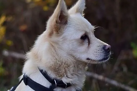 2 letni,niewielki 9 kg,sympatyczny,grzeczny,zaszczepiony piesek FRANCUZ.Adopcja., , Wrocław