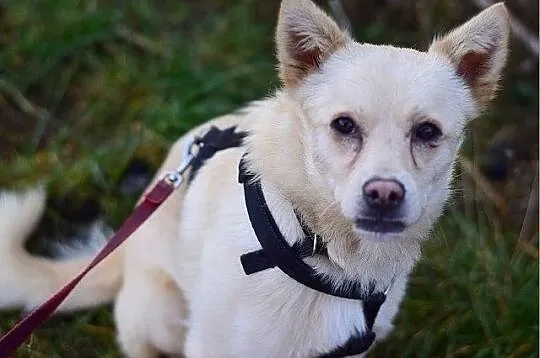 2 letni,niewielki 9 kg,sympatyczny,grzeczny,zaszczepiony piesek FRANCUZ.Adopcja., , Wrocław