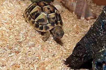 Młody żółw grecki z terrarium