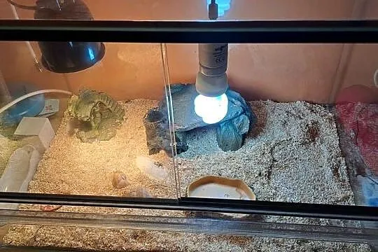 Młody żółw grecki z terrarium, Mazowieckie, Warszawa