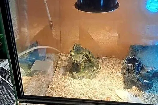 Młody żółw grecki z terrarium, Mazowieckie, Warszawa