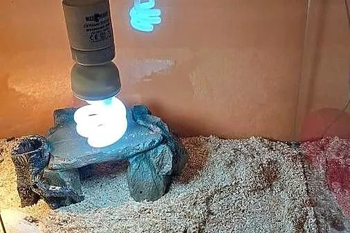 Młody żółw grecki z terrarium, Mazowieckie, Warszawa