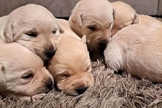 Labrador Retriever szczeniaki, Małopolskie, Tarnów