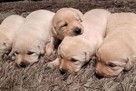 Labrador Retriever szczeniaki, Małopolskie, Tarnów