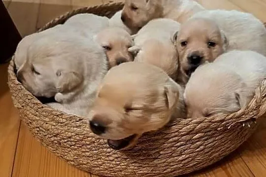 Labrador Retriever szczeniaki, Małopolskie, Tarnów