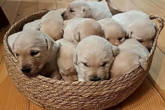 Labrador Retriever szczeniaki, Małopolskie, Tarnów