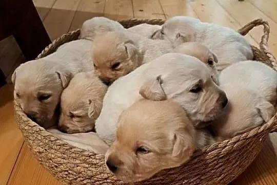 Labrador Retriever szczeniaki, Małopolskie, Tarnów