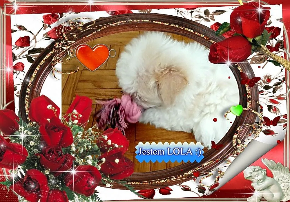 LOLA York Yorkshire Terrier Goldust, wielopokoleni