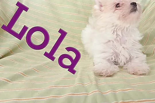 LOLA York Yorkshire Terrier Goldust, wielopokoleni