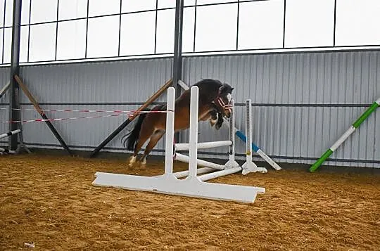 Eli kucyk 118cm, , Grabów