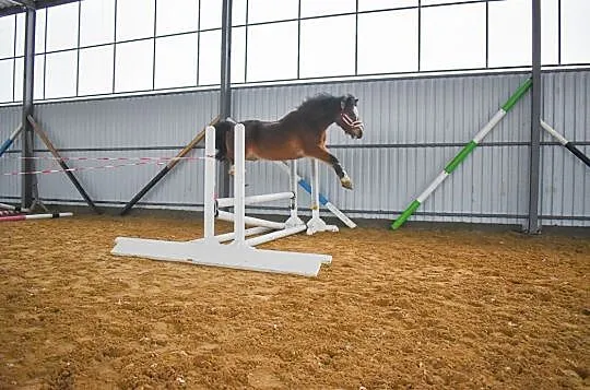 Eli kucyk 118cm, , Grabów