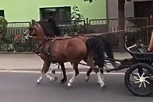 Eli kucyk 118cm, , Grabów