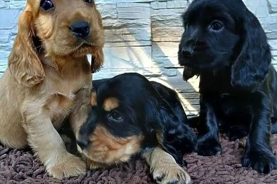 Szczenięta Cocker Spaniel Angielski