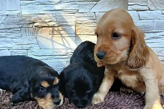 Szczenięta Cocker Spaniel Angielski, Łódzkie, Sieradz