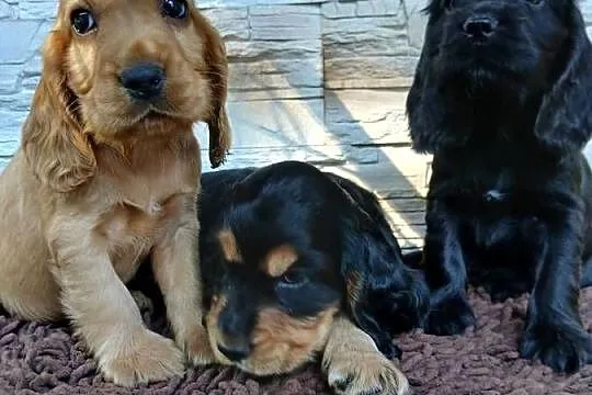 Szczenięta Cocker Spaniel Angielski, Łódzkie, Sieradz