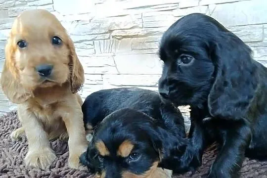 Szczenięta Cocker Spaniel Angielski, Łódzkie, Sieradz