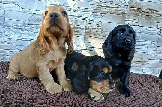 Szczenięta Cocker Spaniel Angielski, Łódzkie, Sieradz